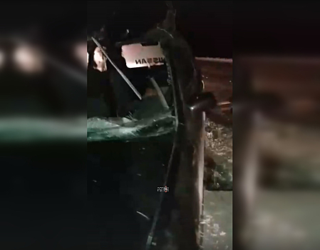 Кинулась под колеса: подробности ДТП с лосихой на новосибирской трассе