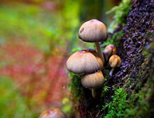 Псилоцибиновые грибы вылечили депрессию