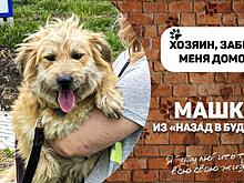 Собака Машка из «Назад в будущее» ищет дом