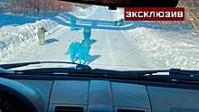 Ветеринар оценил возможные риски для здоровья голубых собак в Дзержинске