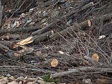 Деятельность лесорубов вне закона пресекли во Владивостоке