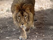 Пострадавший при атаке ВСУ на Васильевский зоопарк лев умер