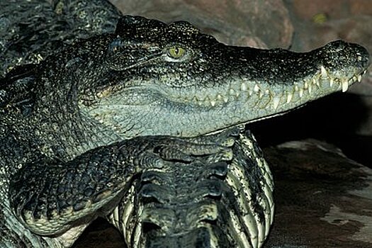 Огромный крокодил подкрался к мужчине на пляже и попал на видео