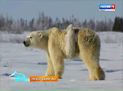 Прокуратура взяла на контроль расследование дела о добыче белых медведей на Чукотке