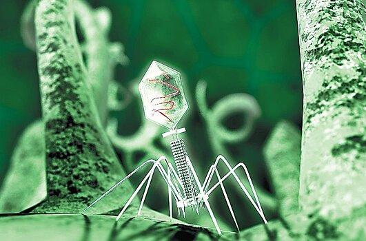 Ростех разработал первый в мире универсальный бактериофаг для борьбы с инфекциями