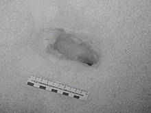 Водителя грузовика обстреляли на трассе под Калугой