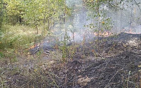 Рязанская область сохраняет третье место в ЦФО по лесным пожарам