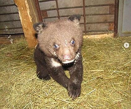 Уже четвертый: в центре реабилитации в Приморье появился медвежонок-сирота