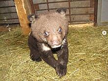 Уже четвертый: в центре реабилитации в Приморье появился медвежонок-сирота