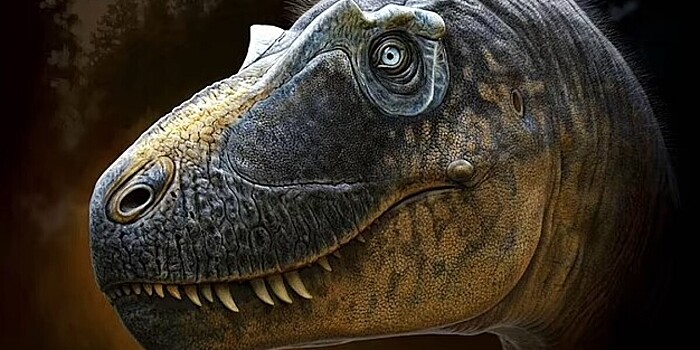 Найден прямой предок тираннозавра рекса