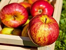 В Татарстане уничтожено более 8 тонн продуктов в период действия эмбарго
