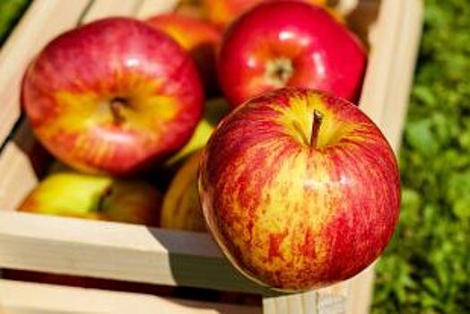 Липчан приглашают на яблочный фестиваль