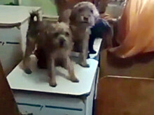 В квартире под Самарой обнаружили 120 собак