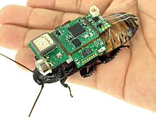 Исследователи обучили тараканов шпионить за людьми