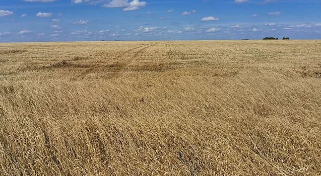 Вовлечению сельхозземель в оборот в России способствует госпрограмма «Земля»