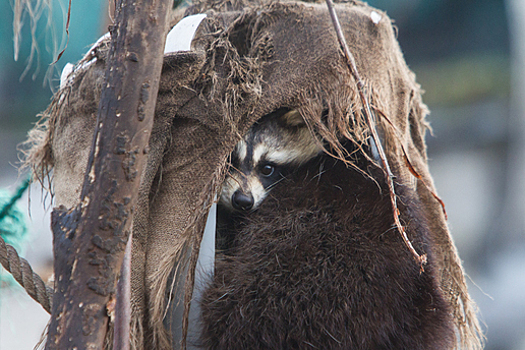 В Калининградском зоопарке еноты прошли квест по добыче алычи