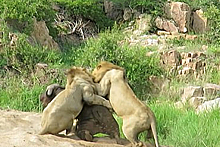 Три голодных льва напали на буйвола и попали на видео