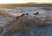 В Новосибирской области было снято на видео стадо диких кабанов