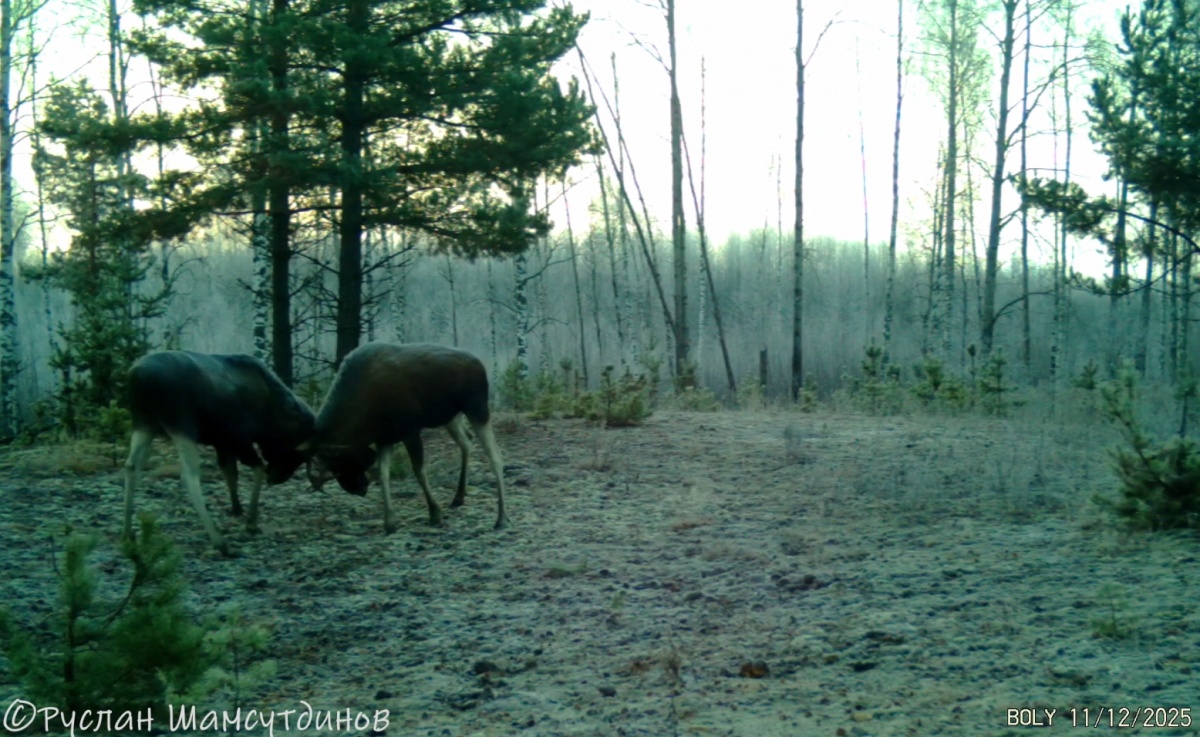 Два дерущихся лося попали на камеру в лесу Нижегородской области