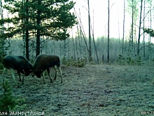 Два дерущихся лося попали на камеру в лесу Нижегородской области
