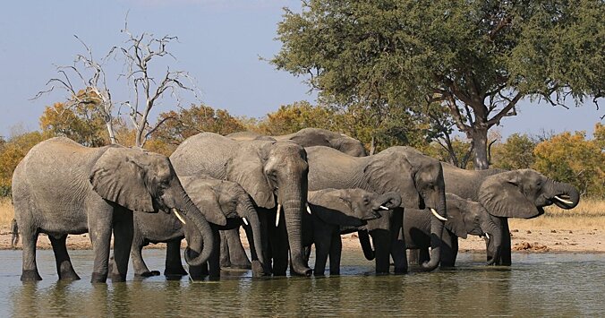 Найдены древнейшие следы охоты человека на слонов