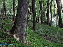 Девушку из Сердобского района нашли на болоте с лягушками