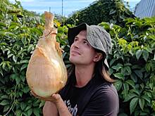 Чиполлино идет на рекорд: зачем москвич вырастил пятикилограммовый лук