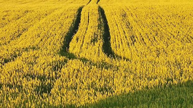 Удмуртская область стремится к миллиону тонн зерна и по-прежнему является льняным лидером России