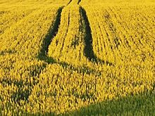 Удмуртская область стремится к миллиону тонн зерна и по-прежнему является льняным лидером России