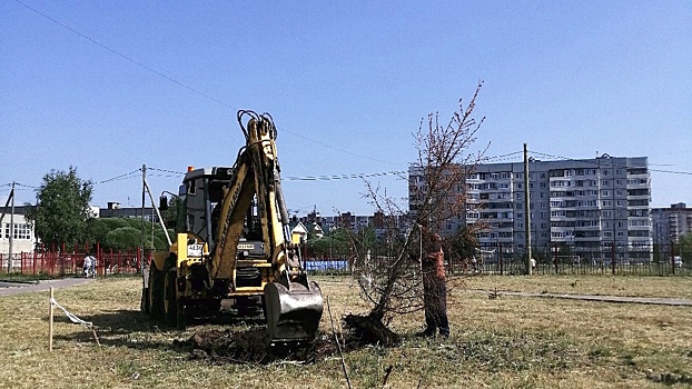 Крупномерную ель, получившую листовой ожог во Фрязиновском парке, заменят по гарантии в Вологде