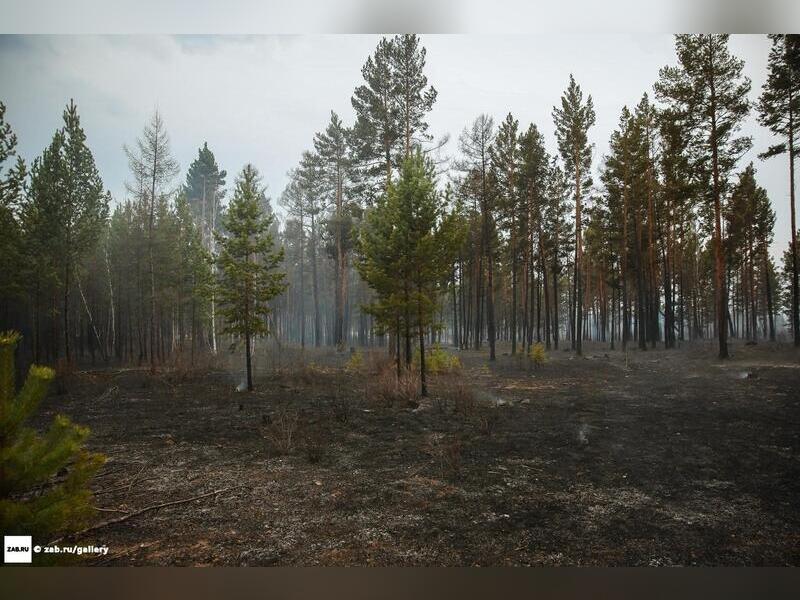 Роскосмос опубликовал спутниковый снимок лесных пожаров в Забайкальском крае