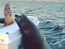 Тюлень забрался на лодку, чтобы получить рыбу
