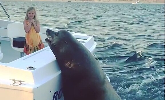 Тюлень забрался на лодку, чтобы получить рыбу
