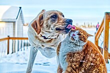 Одиночество и потребность в любви: почему россияне заводят домашних животных