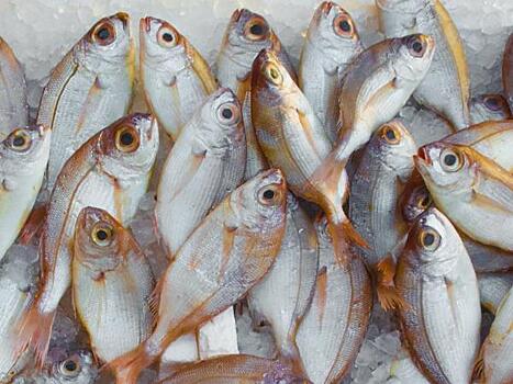 Ограничивать вывоз рыбы с Камчатки по аналогии с икрой не планируется