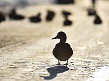 Метеоролог Позднякова рассказала о погоде в Москве на предстоящей неделе