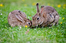 Тюменская крольчатина «нарасхват» в соседних регионах