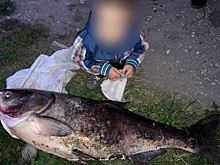 Воронежскому рыбаку улыбнулась удача: он поймал 22-килограммового толстолобика