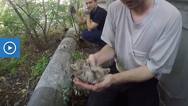 В Воронеже сотрудники МЧС спасли застрявшего в бетонной трубе котёнка