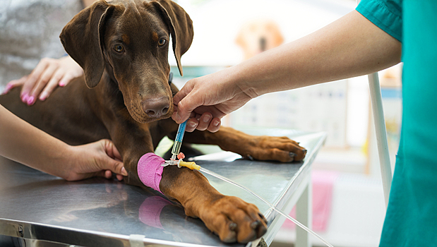 В России впервые разработали единые правила донорства крови для животных