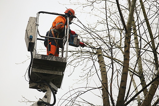 Вырубку сухостойных деревьев проведут в Троицке