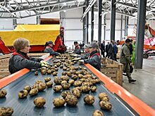 В Чистопольском районе Татарстана открыли новый завод по переработке картофеля
