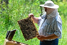 В Хабаровском крае собираются возрождать пчеловодство