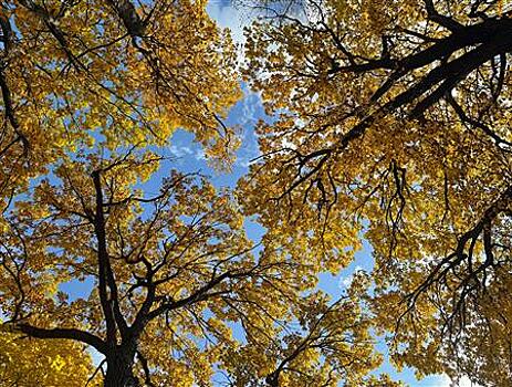 От посадок до дронов: как в Самарской области защищают и восстанавливают леса