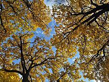 От посадок до дронов: как в Самарской области защищают и восстанавливают леса