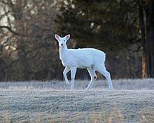 На окраине города обнаружили редчайшего лающего оленя-альбиноса