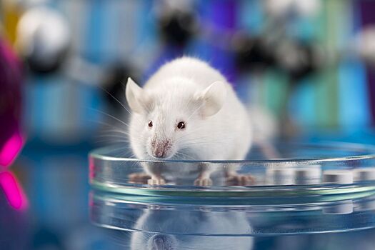 Короткий курс иммуносупрессанта продлил жизнь мышей