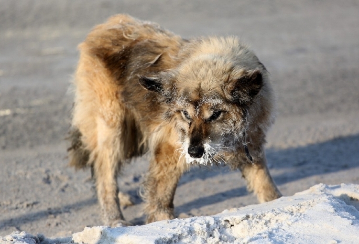 В Омске живодеры частично сняли скальп с собаки — животное в тяжелом состоянии