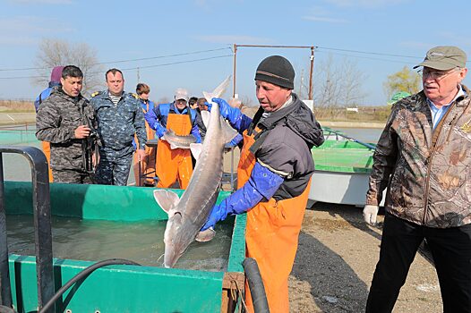 На Кубани выпустили в реку молодых осетровых