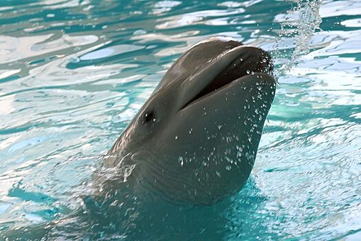 Массовую гибель дельфинов зафиксировали на Черноморском побережье